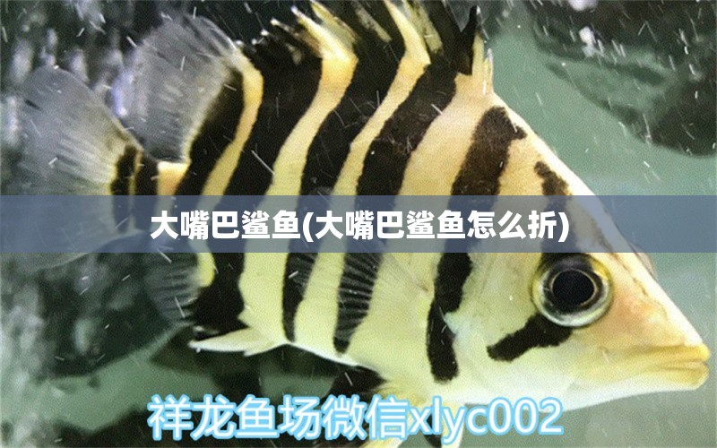 大嘴巴鯊魚(大嘴巴鯊魚怎么折) 元寶鳳凰魚專用魚糧