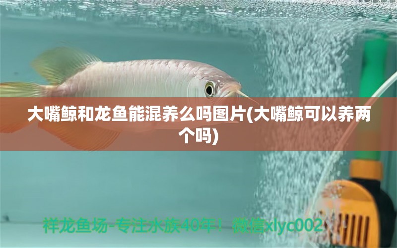 大嘴鯨和龍魚能混養(yǎng)么嗎圖片(大嘴鯨可以養(yǎng)兩個嗎) 白條過背金龍魚 第1張