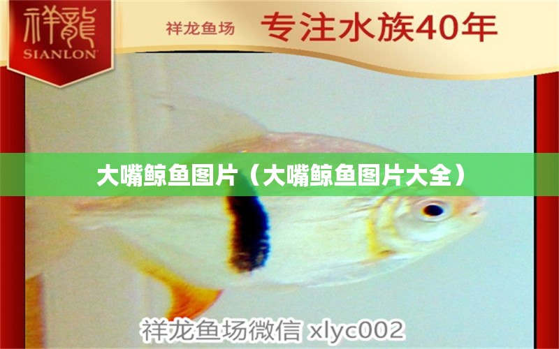 大嘴鯨魚圖片（大嘴鯨魚圖片大全） 大嘴鯨魚