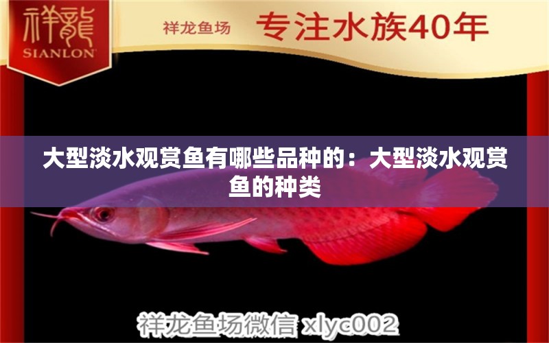 大型淡水觀賞魚(yú)有哪些品種的：大型淡水觀賞魚(yú)的種類(lèi) 魚(yú)缸風(fēng)水 第2張