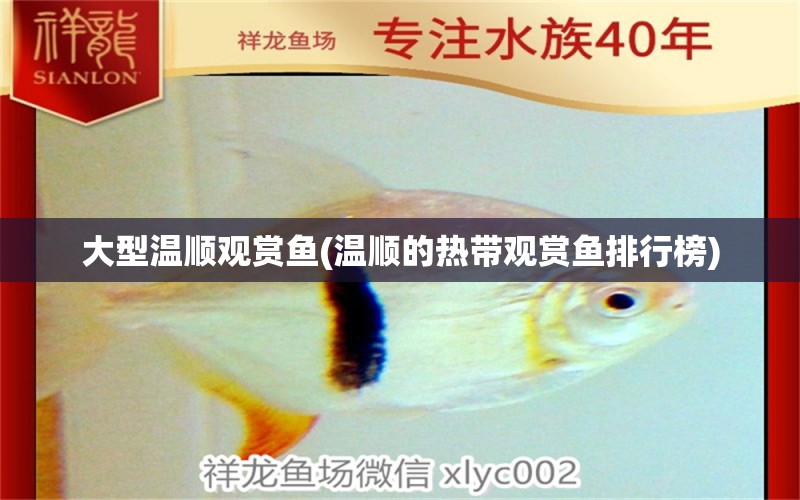 大型溫順觀賞魚(溫順的熱帶觀賞魚排行榜)