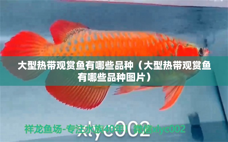 大型熱帶觀賞魚有哪些品種（大型熱帶觀賞魚有哪些品種圖片）