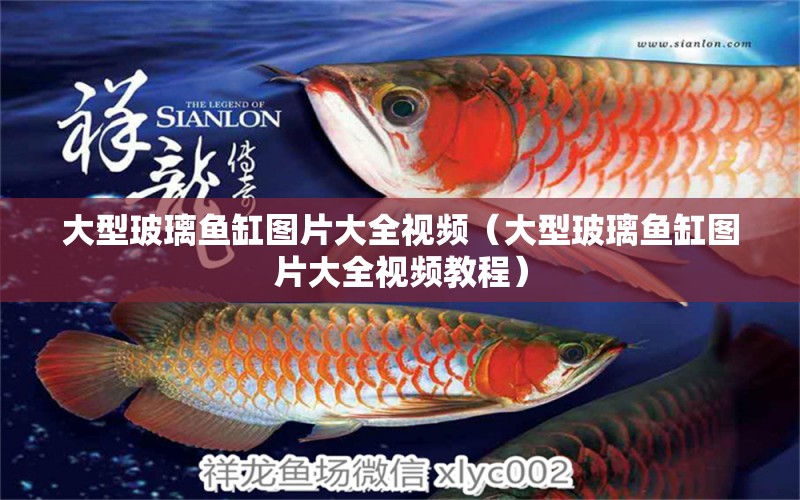 大型玻璃魚(yú)缸圖片大全視頻（大型玻璃魚(yú)缸圖片大全視頻教程）