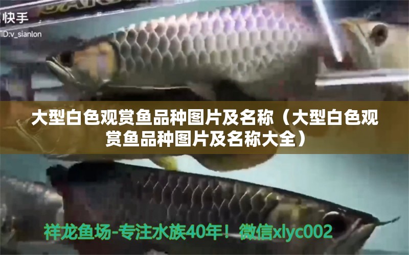 大型白色觀賞魚品種圖片及名稱（大型白色觀賞魚品種圖片及名稱大全） 祥龍水族醫(yī)院