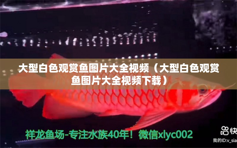 大型白色觀賞魚圖片大全視頻（大型白色觀賞魚圖片大全視頻下載）