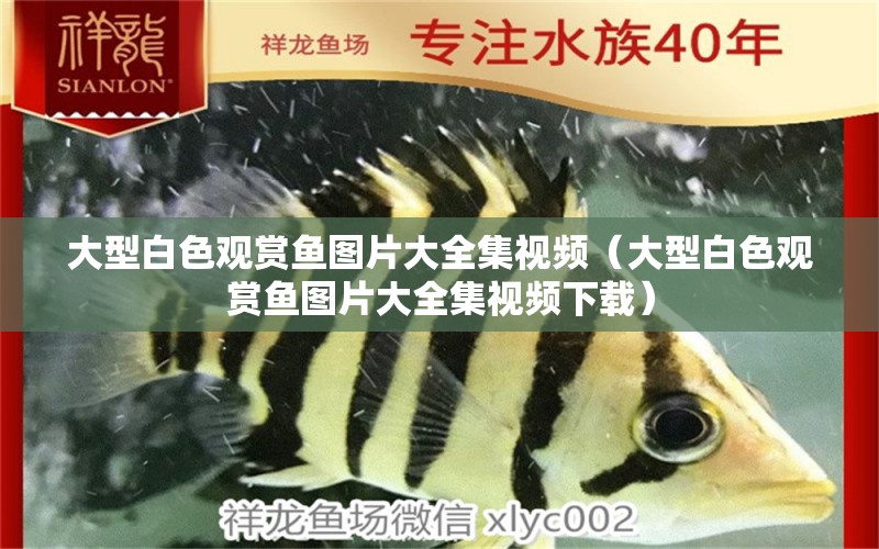 大型白色觀賞魚圖片大全集視頻（大型白色觀賞魚圖片大全集視頻下載） 丹頂錦鯉魚