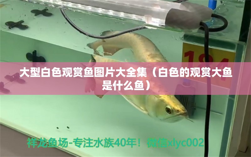 大型白色觀賞魚圖片大全集（白色的觀賞大魚是什么魚）