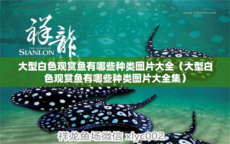 大型白色觀賞魚(yú)有哪些種類(lèi)圖片大全（大型白色觀賞魚(yú)有哪些種類(lèi)圖片大全集） 量子養(yǎng)魚(yú)技術(shù)