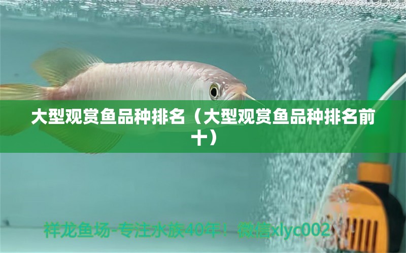 大型觀賞魚品種排名（大型觀賞魚品種排名前十） 魟魚百科