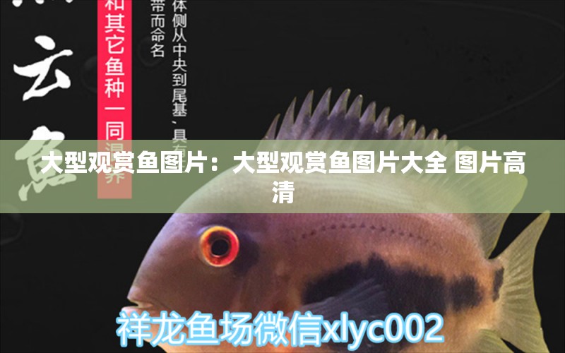 大型觀賞魚圖片：大型觀賞魚圖片大全 圖片高清