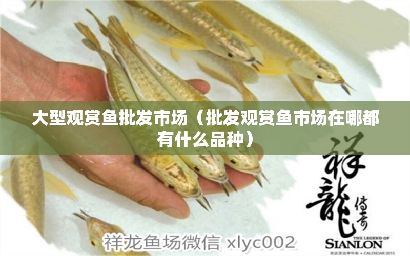 大型觀賞魚批發(fā)市場(chǎng)（批發(fā)觀賞魚市場(chǎng)在哪都有什么品種） 觀賞魚批發(fā)