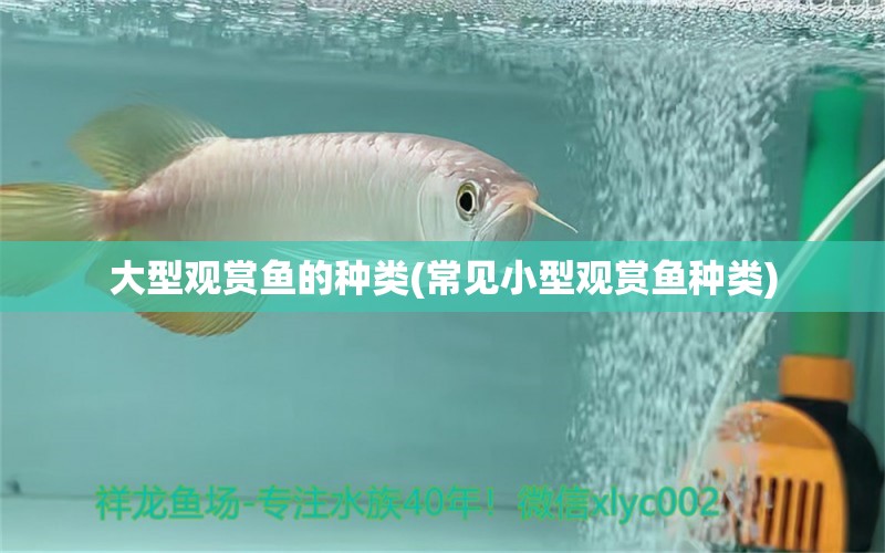 大型觀賞魚的種類(常見小型觀賞魚種類) 小型觀賞魚