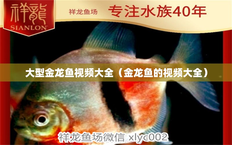 大型金龍魚視頻大全（金龍魚的視頻大全） 祥龍水族醫(yī)院