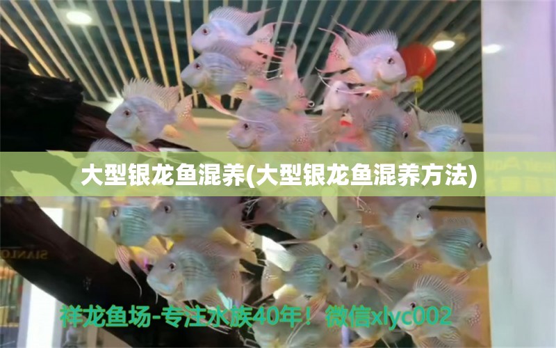 大型銀龍魚混養(yǎng)(大型銀龍魚混養(yǎng)方法) 銀龍魚百科 第1張