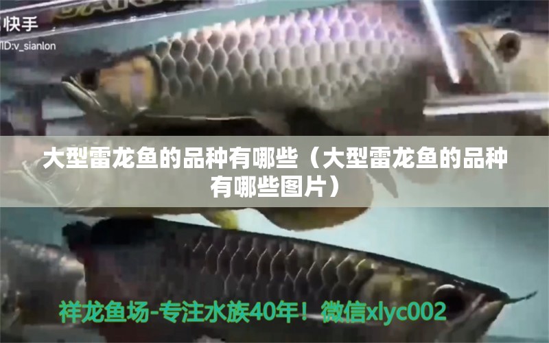 大型雷龍魚的品種有哪些（大型雷龍魚的品種有哪些圖片）