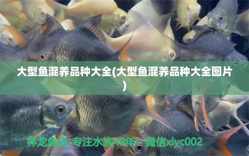 大型魚混養(yǎng)品種大全(大型魚混養(yǎng)品種大全圖片) 泰國斗魚