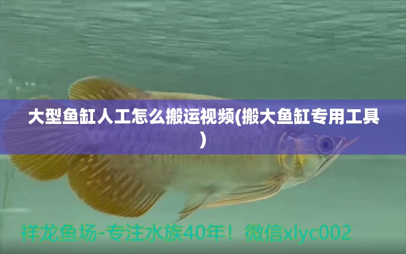 大型魚缸人工怎么搬運(yùn)視頻(搬大魚缸專用工具) 元寶鳳凰魚專用魚糧