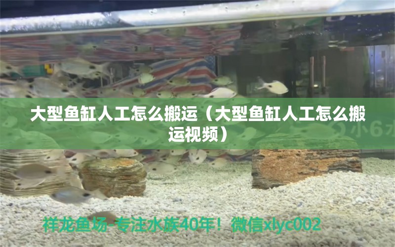 大型魚(yú)缸人工怎么搬運(yùn)（大型魚(yú)缸人工怎么搬運(yùn)視頻）