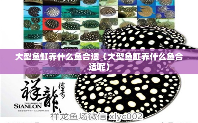 大型魚缸養(yǎng)什么魚合適（大型魚缸養(yǎng)什么魚合適呢） 其他品牌魚缸