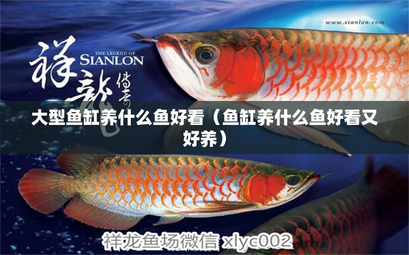 大型魚缸養(yǎng)什么魚好看（魚缸養(yǎng)什么魚好看又好養(yǎng)） 其他品牌魚缸