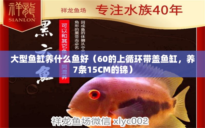 大型魚缸養(yǎng)什么魚好（60的上循環(huán)帶蓋魚缸，養(yǎng)7條15CM的錦）