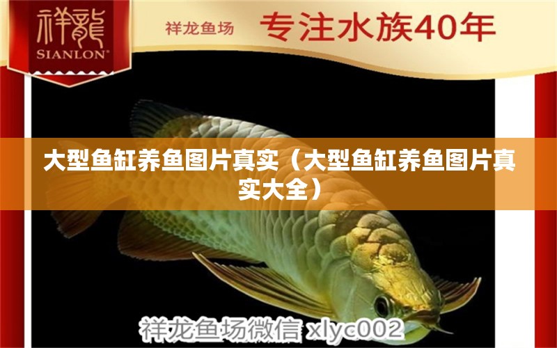 大型魚缸養(yǎng)魚圖片真實（大型魚缸養(yǎng)魚圖片真實大全）