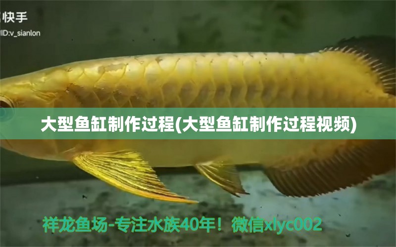 大型魚缸制作過(guò)程(大型魚缸制作過(guò)程視頻) 紅尾平克魚