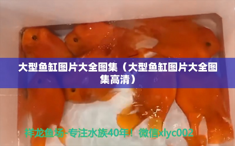 大型魚(yú)缸圖片大全圖集（大型魚(yú)缸圖片大全圖集高清） 其他品牌魚(yú)缸