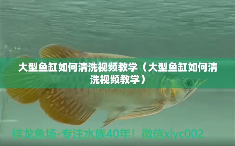 大型魚缸如何清洗視頻教學（大型魚缸如何清洗視頻教學） 海象魚