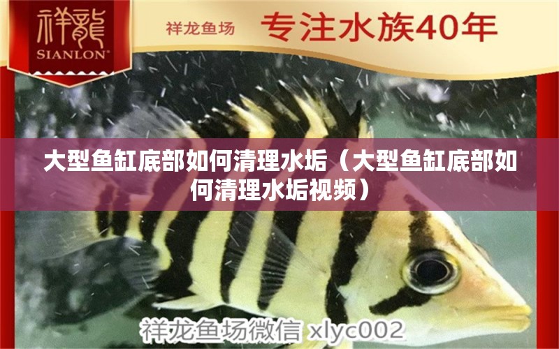 大型魚缸底部如何清理水垢（大型魚缸底部如何清理水垢視頻） 一眉道人魚苗