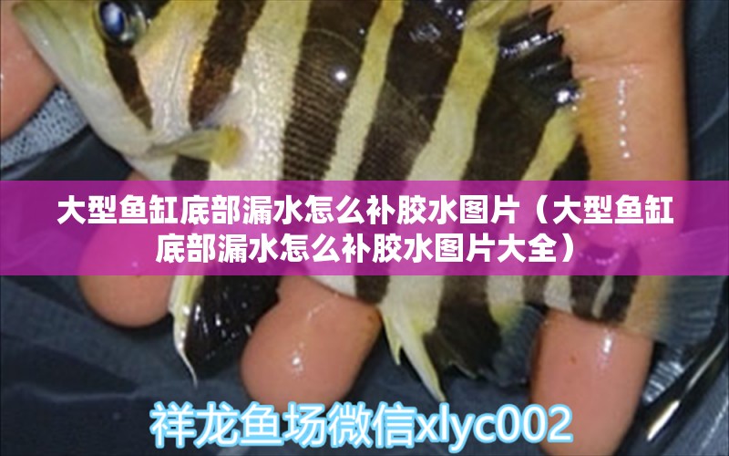 大型魚缸底部漏水怎么補(bǔ)膠水圖片（大型魚缸底部漏水怎么補(bǔ)膠水圖片大全）