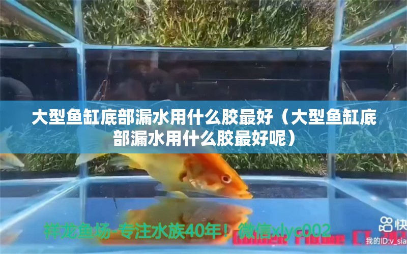 大型魚缸底部漏水用什么膠最好（大型魚缸底部漏水用什么膠最好呢）