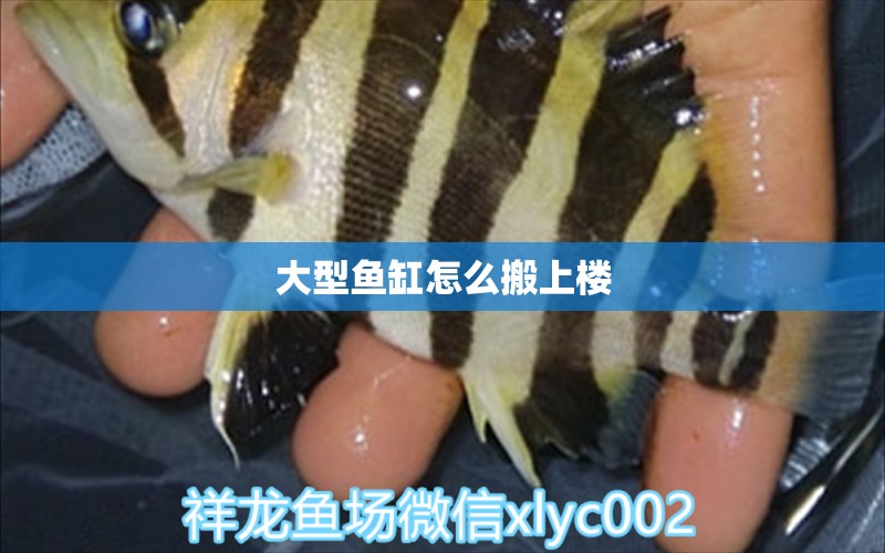 大型魚缸怎么搬上樓 量子養(yǎng)魚技術(shù)