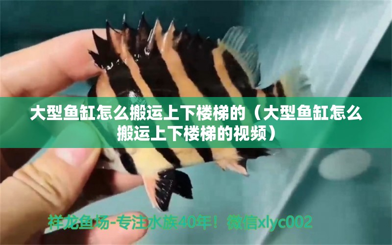 大型魚缸怎么搬運上下樓梯的（大型魚缸怎么搬運上下樓梯的視頻） 白化巴西龜（白巴）