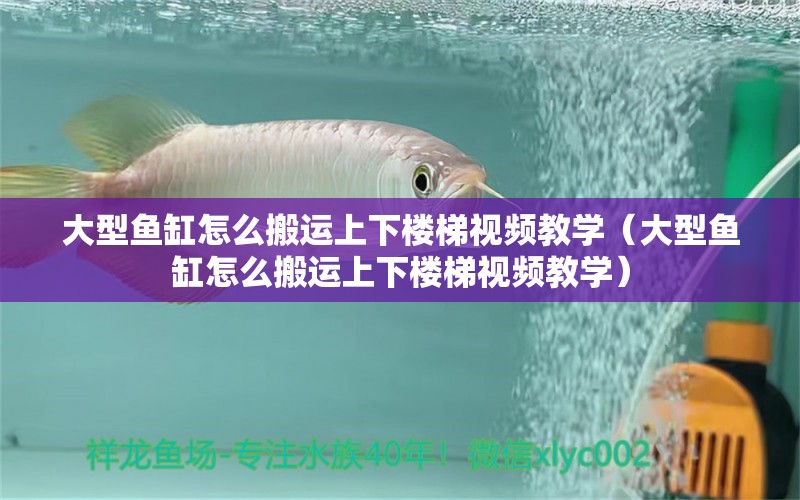 大型魚缸怎么搬運(yùn)上下樓梯視頻教學(xué)（大型魚缸怎么搬運(yùn)上下樓梯視頻教學(xué)）