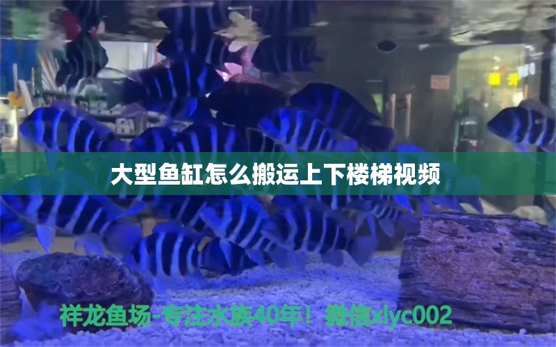 大型魚缸怎么搬運(yùn)上下樓梯視頻 