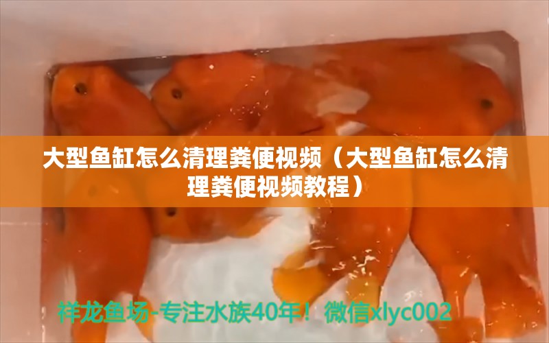 大型魚缸怎么清理糞便視頻（大型魚缸怎么清理糞便視頻教程）