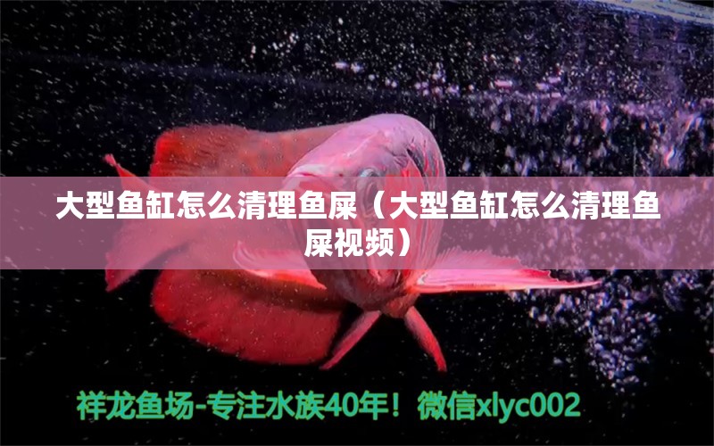 大型魚(yú)缸怎么清理魚(yú)屎（大型魚(yú)缸怎么清理魚(yú)屎視頻）