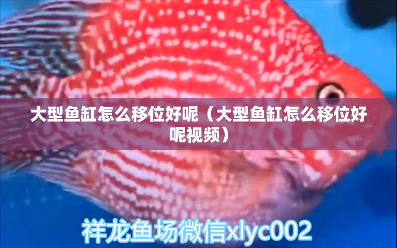 大型魚缸怎么移位好呢（大型魚缸怎么移位好呢視頻） 黃金達摩魚