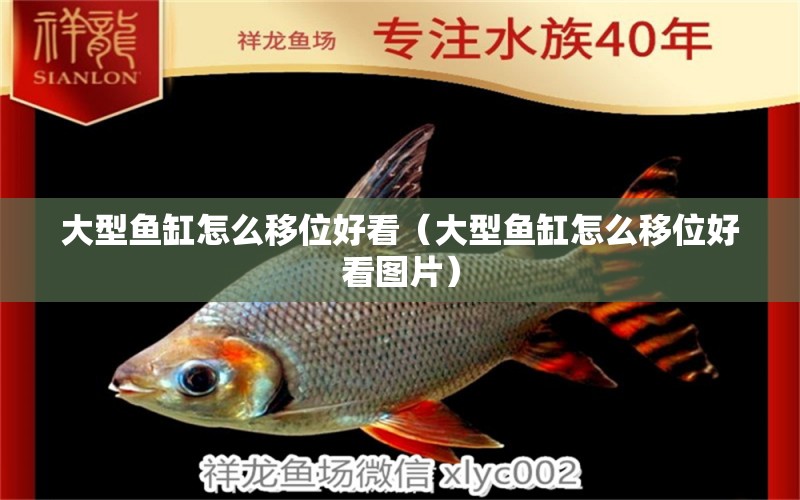 大型魚缸怎么移位好看（大型魚缸怎么移位好看圖片） 祥龍進口元寶鳳凰魚