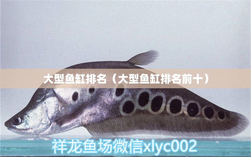 大型魚(yú)缸排名（大型魚(yú)缸排名前十）