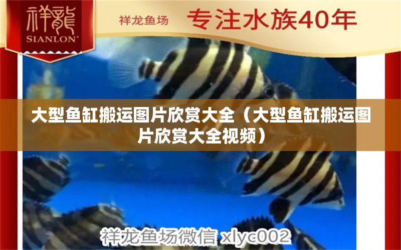 大型魚缸搬運圖片欣賞大全（大型魚缸搬運圖片欣賞大全視頻）