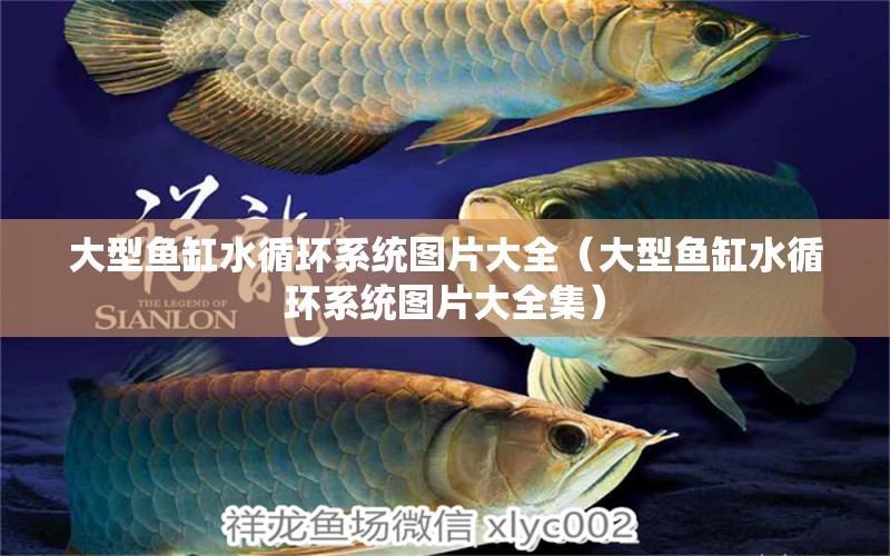 大型魚(yú)缸水循環(huán)系統(tǒng)圖片大全（大型魚(yú)缸水循環(huán)系統(tǒng)圖片大全集） 其他品牌魚(yú)缸