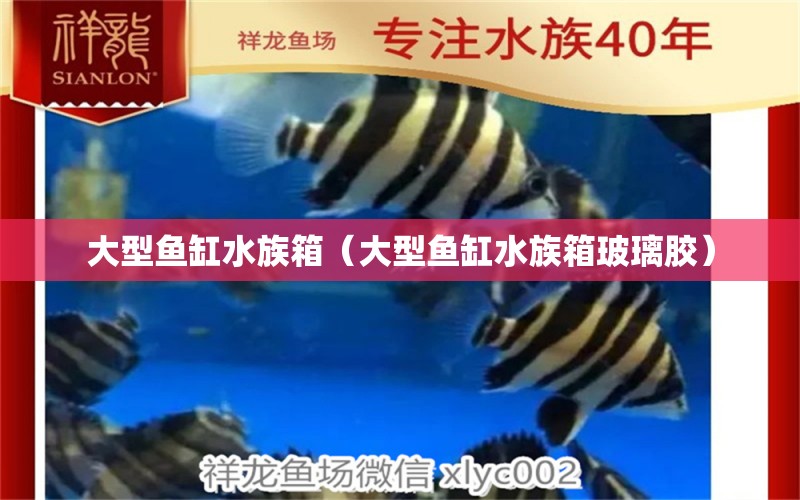 大型魚缸水族箱（大型魚缸水族箱玻璃膠） 魚缸/水族箱 第1張