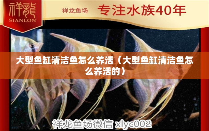 大型魚缸清潔魚怎么養(yǎng)活（大型魚缸清潔魚怎么養(yǎng)活的）