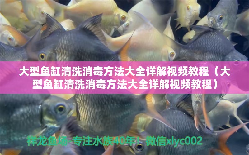 大型魚(yú)缸清洗消毒方法大全詳解視頻教程（大型魚(yú)缸清洗消毒方法大全詳解視頻教程） 量子養(yǎng)魚(yú)技術(shù)