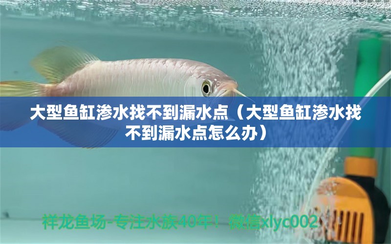 大型魚缸滲水找不到漏水點(diǎn)（大型魚缸滲水找不到漏水點(diǎn)怎么辦）