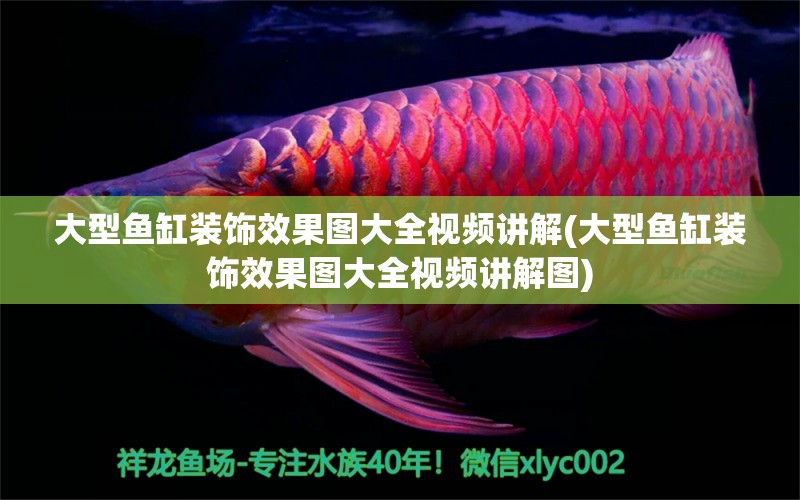 大型魚缸裝飾效果圖大全視頻講解(大型魚缸裝飾效果圖大全視頻講解圖) 觀賞魚魚苗