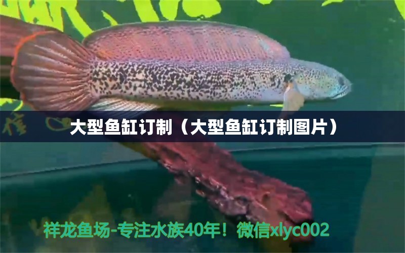 大型魚缸訂制（大型魚缸訂制圖片） 印尼虎苗