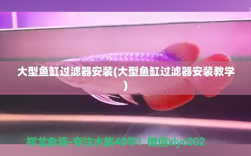 大型魚缸過濾器安裝(大型魚缸過濾器安裝教學) 馬拉莫寶石魚